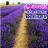 法國(guó)普羅旺斯薰衣草種子四季種易活庭院陽(yáng)臺(tái)盆栽室內(nèi)花籽開(kāi)花不斷