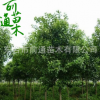 基地大量供應(yīng)1--20cm大葉女貞樹 高桿大葉女貞 行道綠化園林植物 舉報