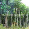 欒樹 直銷欒樹樹苗 樹苗批發 凈化空氣 庭院景觀落葉樹種基地直銷 舉報