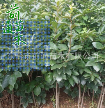 QQ截圖20180829153424
