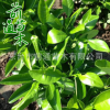 香櫞樹 供應綠化工程 園林植物 規格齊全 基地直供 東臺前通苗木