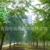 大量供應1-20CM銀杏樹白果樹喬木風景樹 基地直銷可放心