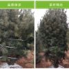 基地直銷園林綠化苗木山西白皮松樹苗，白皮松價格，占地用白皮松