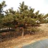基地直銷園林綠化苗木黑松樹苗，黑松造型盆景，15公分黑松價(jià)格。