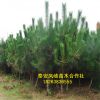 面向全國出售黑松樹 批發(fā)零售優(yōu)質(zhì)黑松 量大從優(yōu)黑松樹來電咨詢