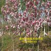 鳳岐合作社出售3公分玉蘭樹 3公分紅玉蘭樹 黃玉蘭價(jià)格