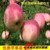 山東鳳岐苗木蘋果樹苗批發(fā)，蘋果樹種子批發(fā)，山東蘋果樹苗木價(jià)格