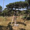 造型油松 造型黑松 油松 青島黑松基地 四季常綠 園林綠化