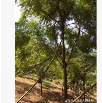 福建批發(fā)行道樹藍花楹 福建園林綠化藍花楹價格