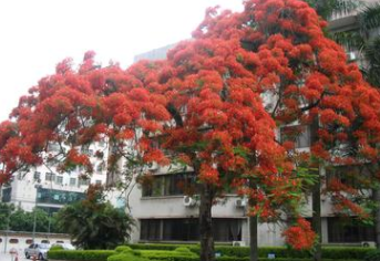 福建精品鳳凰木，鳳凰木移植苗袋苗基地 全冠鳳凰木 精品紅花楹 舉報 本產品支持七天無理由退貨