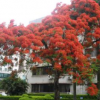 福建精品鳳凰木，鳳凰木移植苗袋苗基地 全冠鳳凰木 精品紅花楹 舉報 本產品支持七天無理由退貨