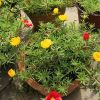 太陽(yáng)花重瓣盆栽花苗植物宿根松開(kāi)花不斷不怕曬 葉牡丹 半支蓮