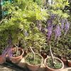 基地批發(fā)藤蘿花苗 多花紫藤花苗爬藤植物屋頂花園可盆栽種植