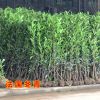 法國(guó)冬青 法青 日本冬青珊瑚樹(shù) 庭院籬笆墻 四季常青 樹(shù)木批發(fā)