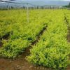 金森女貞小苗 規格全 金森女貞床苗 觀葉植物 工程綠化小苗