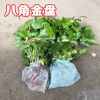 基地批發工程綠化苗木八角金盤 優質八角金盤小苗 量大優惠