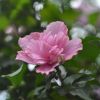 基地直銷木槿 平條 叢生木槿 庭院綠化 工程綠化 量大優惠易成活