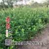 低價批發 大葉黃楊 苗 綠化工程苗 綠籬綠化 大葉黃楊苗基地發貨