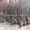 批發(fā)碧桃 紅葉紫葉碧桃樹 花桃 規(guī)格品種齊全基地直銷