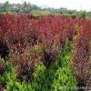 批發(fā)園林綠化苗木 紅葉李苗 品種規(guī)格齊全