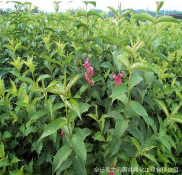 特價(jià)供應(yīng)綠化苗木紅王子錦帶 工程綠化苗木 各種規(guī)格齊全