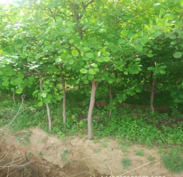 直徑3公分黃櫨熱銷中 園林綠化用黃櫨 量大優惠