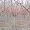 苗圃熱銷3-5公分映霜紅桃苗 價格優惠