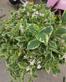 花葉錦帶花 水生花卉 小喬木 小灌木 綠化植物 水生植物