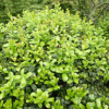 無(wú)刺構(gòu)骨球 灌木花卉 園林綠化 常綠喬木 水生植物 水生花卉