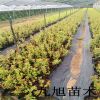 藍莓新品種批發 藍莓樹一棵多少錢 藍豐 M7 當年掛果 產量高
