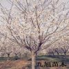 櫻花樹 大量批發櫻花樹苗 櫻花樹價格 2-15公分櫻花樹