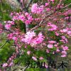 【碧桃】紅葉碧桃樹苗價格 菊花碧桃 碧桃小苗 品種全 成活率高