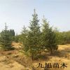 云杉樹 基地直銷 規格齊全 樹形優美 量大優惠 云杉樹現貨出售