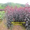 熱賣優(yōu)質(zhì)海棠樹 北美海棠系列品種齊全 綠化專用 觀賞性海棠樹