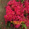 基地批發(fā)百日紅樹 3-5公分百日紅樹 各種規(guī)格齊全量大從優(yōu)