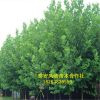基地供應(yīng)法桐樹 3-5公分優(yōu)質(zhì)樹 規(guī)格齊全 量大從優(yōu)