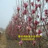 基地出售玉蘭樹 玉蘭樹價(jià)格 黃玉蘭樹現(xiàn)挖現(xiàn)賣 成活率高