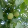 求購香玲核桃苗，香玲核桃苗價(jià)格去找山東鳳岐苗木合作社，信譽(yù)高