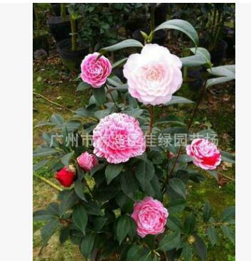供應(yīng)五色赤丹，非嫁接一株多色茶花