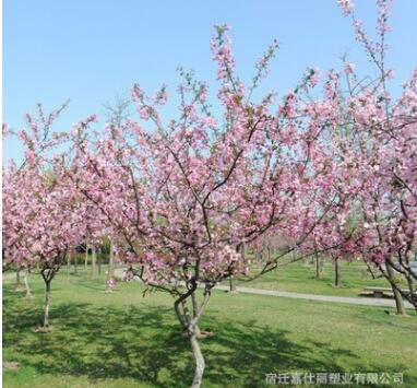 垂絲海棠樹苗批發綠化苗木庭院觀賞植物別墅風景樹 西府海棠