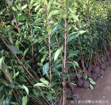 庭院綠化苗木法國冬青北海道日本珊瑚樹庭院籬笆墻四季常青樹苗