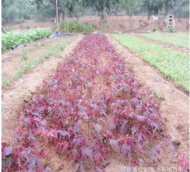 苗圃批發日本紅楓樹苗行道樹綠化苗木庭院觀賞紅楓小苗秋火焰