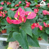 批發(fā) 室內(nèi)凈化空氣綠色植物紅掌小盆栽 室內(nèi)美化水培紅掌花卉盆栽
