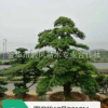 工程綠化造型羅漢松 羅漢松苗 品種優(yōu)良成活率高 羅漢松價格