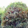 廠家批量供應 四季桂等桂花樹綠化苗木 品質優(yōu)良 成活率高