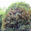 供應各種規(guī)格桂花樹 成活率高高品質桂花樹