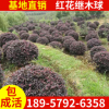 基地直銷(xiāo)工程綠化紅花繼木球 景觀樹(shù) 紅花繼木球規(guī)格齊全