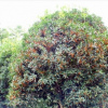 . 廠家直銷(xiāo) 供應(yīng) 金華 各種規(guī)格 桂花