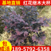 基地直銷(xiāo)高品質(zhì)紅花繼木大杯苗 工程綠化紅花繼木綠化小苗價(jià)格