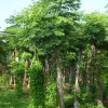 產(chǎn)地直銷(xiāo) 供應(yīng)各類(lèi)優(yōu)良規(guī)格欒樹(shù) 可定制